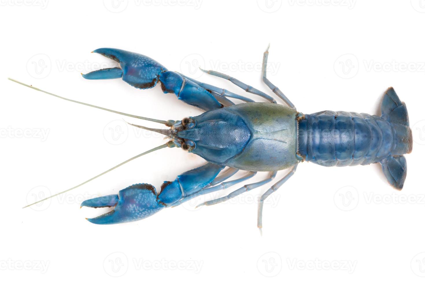 Blue crayfish Cherax destructor on white background. photo