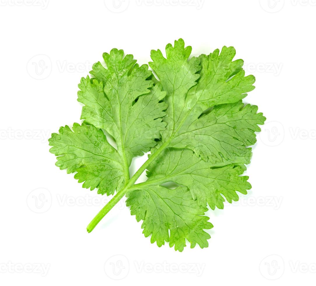 leaf Coriander or Cilantro isolated on white background ,Green leaves pattern photo