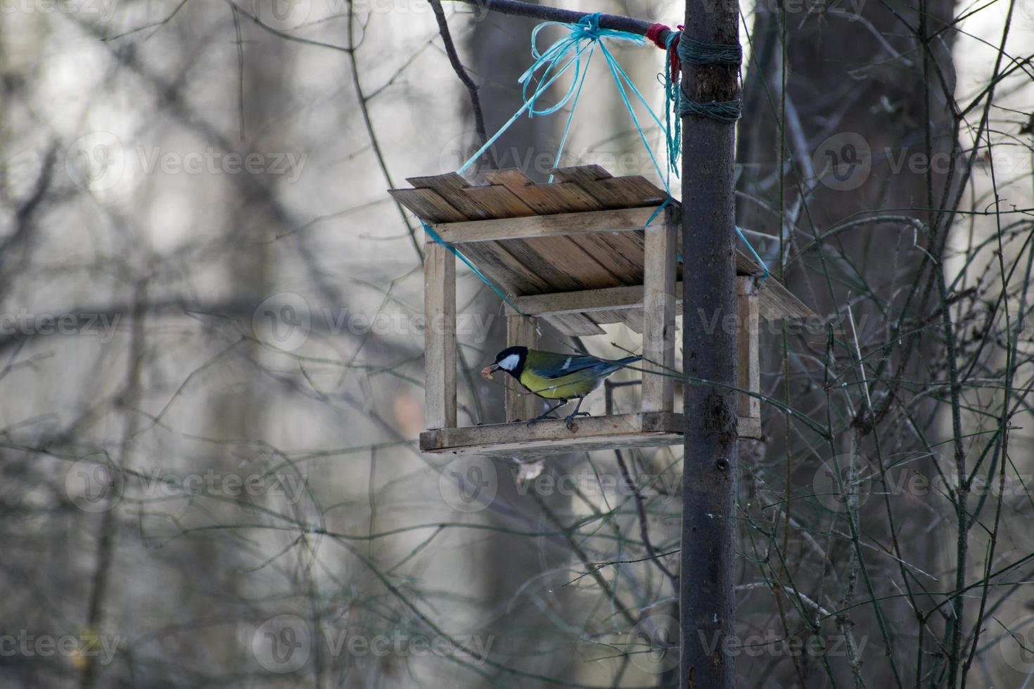 Tit in the wooden bird feeder in the park in winter. Cute titmouse in the bird feeder photo