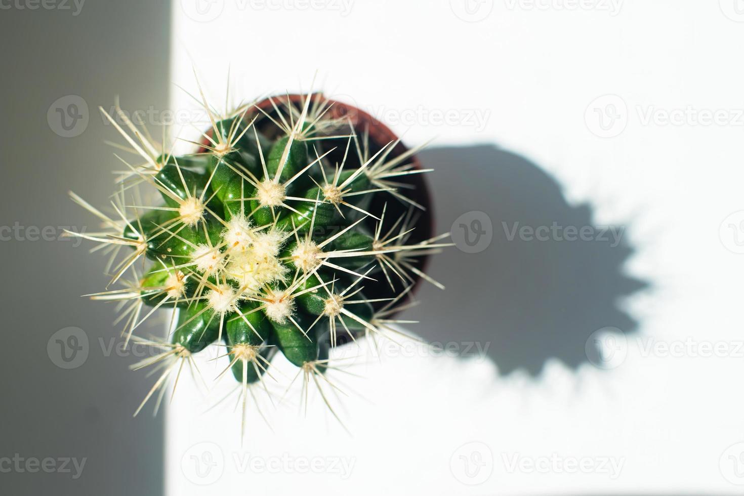 cerca de hermosos cactus echinocactus al sol en la ventana. foto