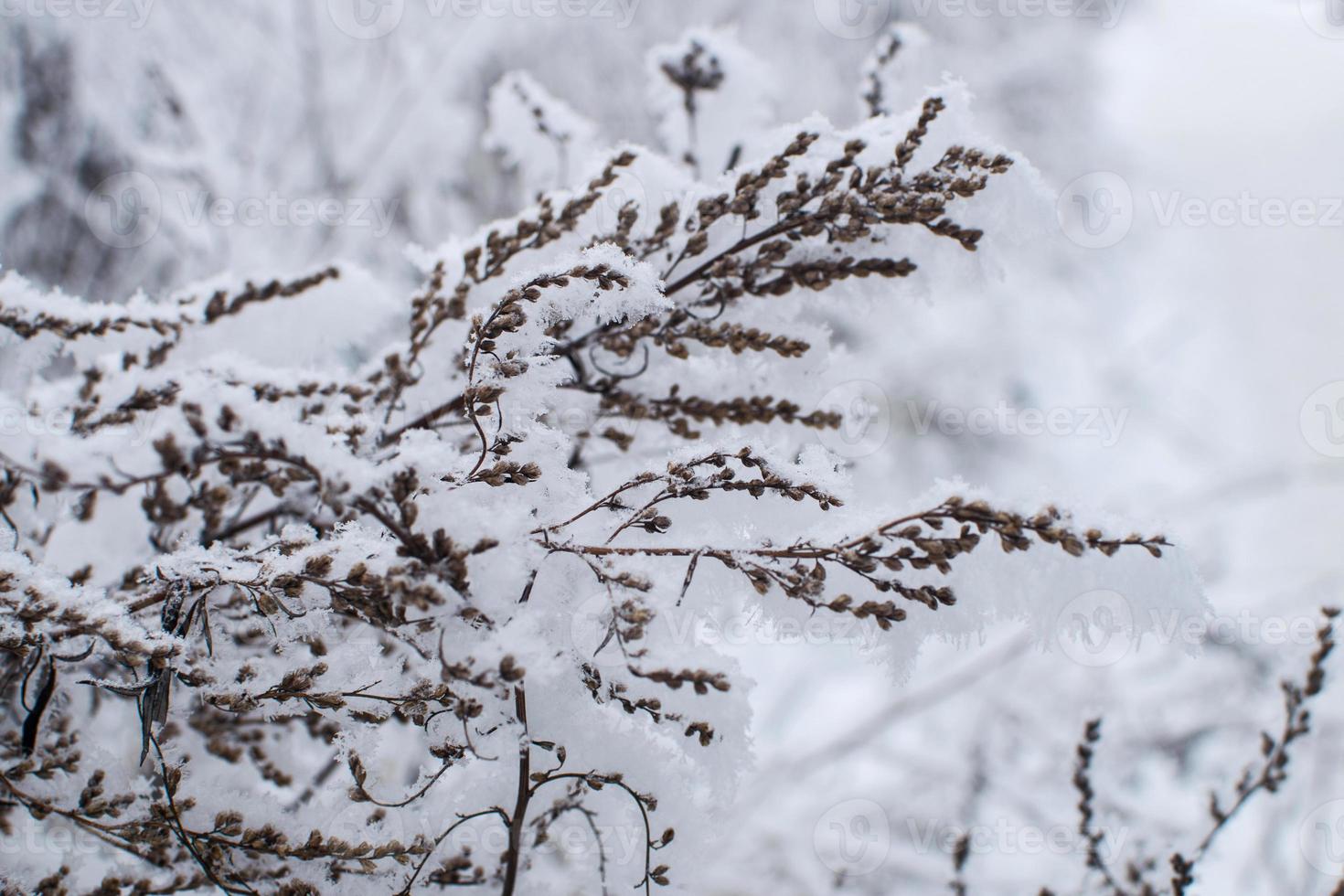 nieve esponjosa en las ramas de un árbol. paisaje de invierno textura de hielo y nieve. foto