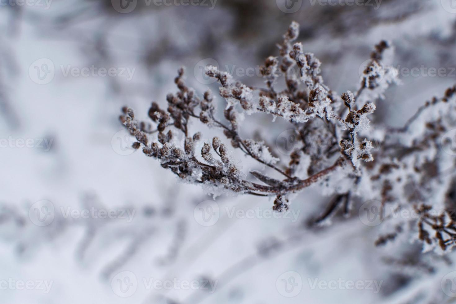 nieve esponjosa en las ramas de un árbol. paisaje de invierno textura de hielo y nieve. foto