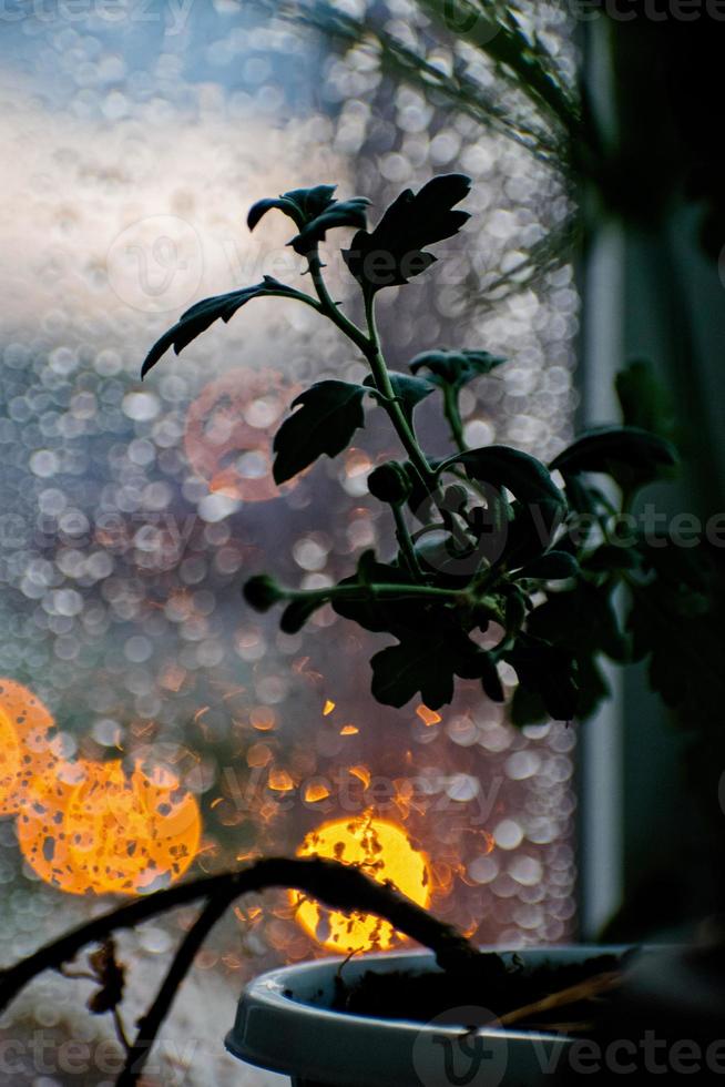 Drops of rain on window with flower and abstract lights photo