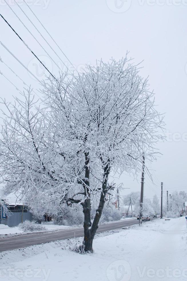 Fluffy snow on the branches of a tree. Winter landscape. Texture of ice and snow. photo