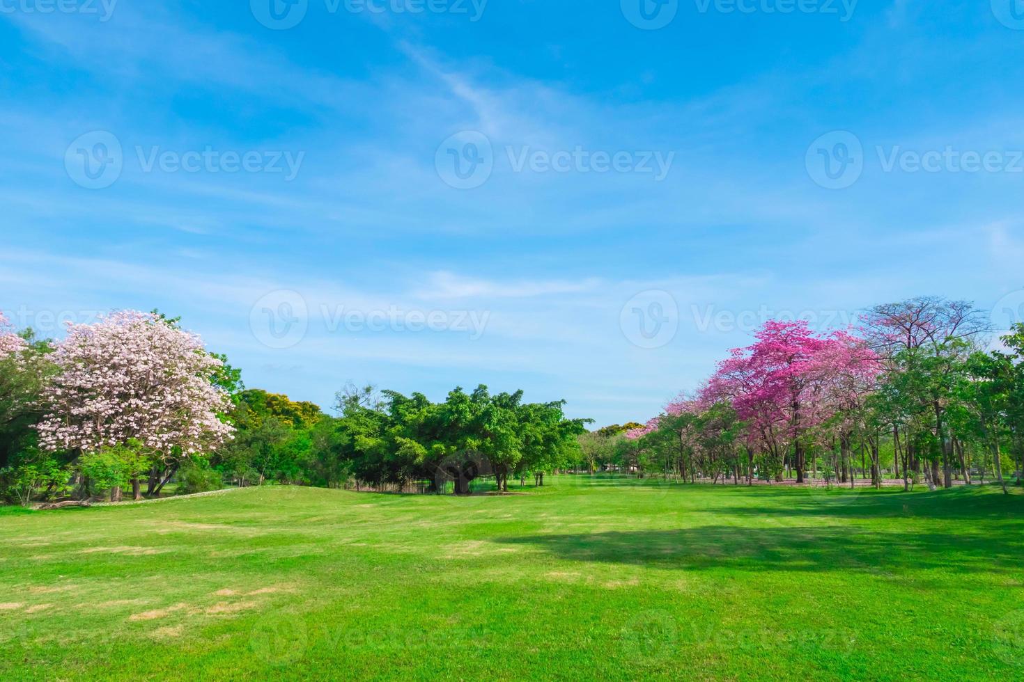 flores de trompetas rosas están floreciendo en el parque público de bangkok, tailandia foto