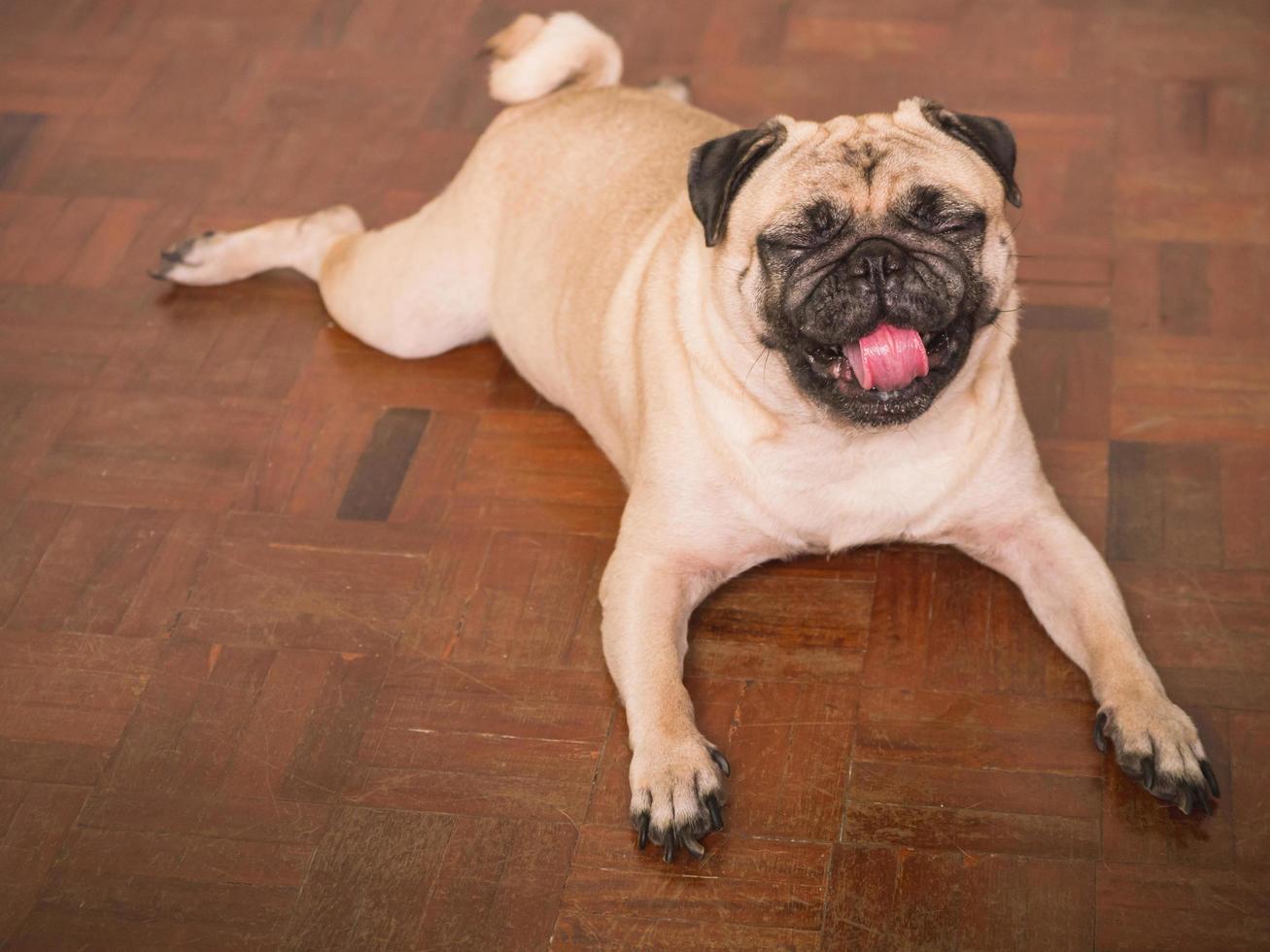 Adorable pug dog lying on floor at home, 3 year old. photo