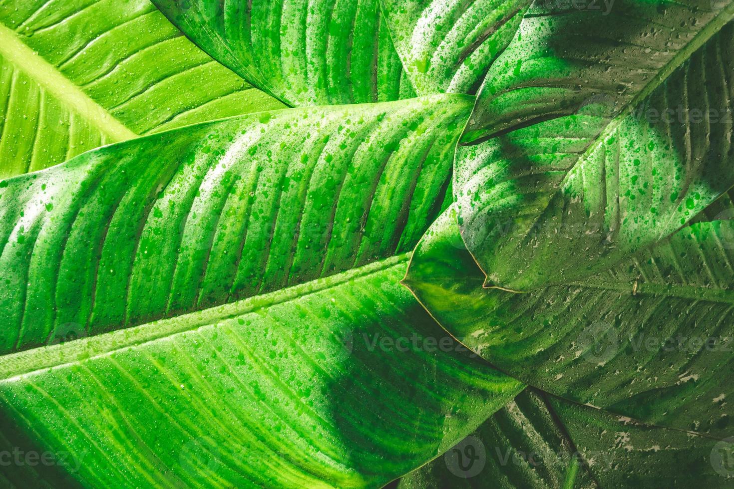 primer plano de la gota de lluvia sobre fondo de hojas verdes naturales, textura de follaje tropical. foto