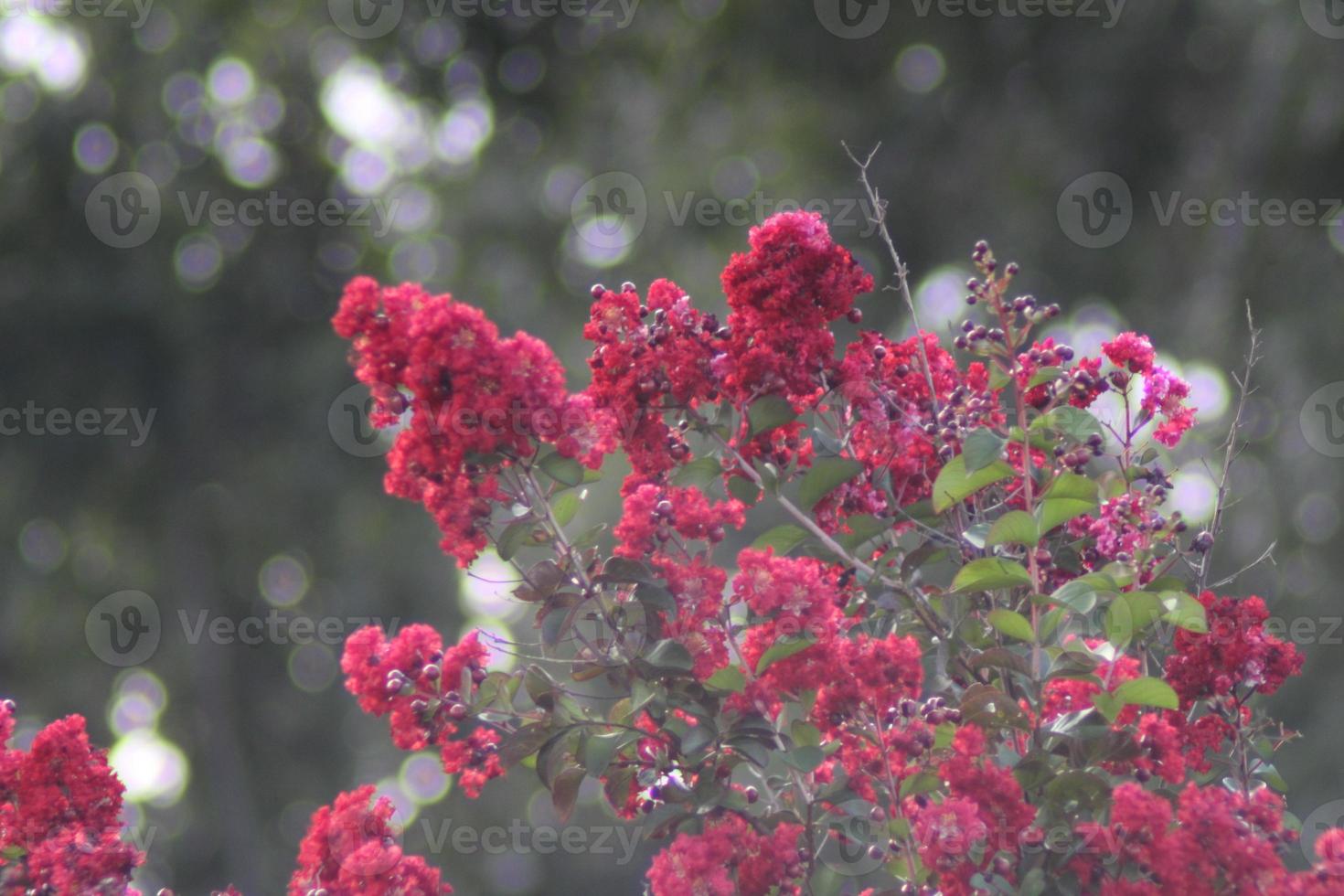 Red flowers trees background green photo