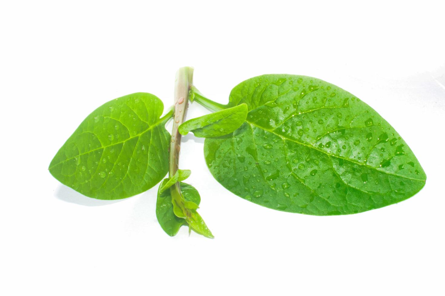 Green basella alba leaves with mucilaginous texture. photo