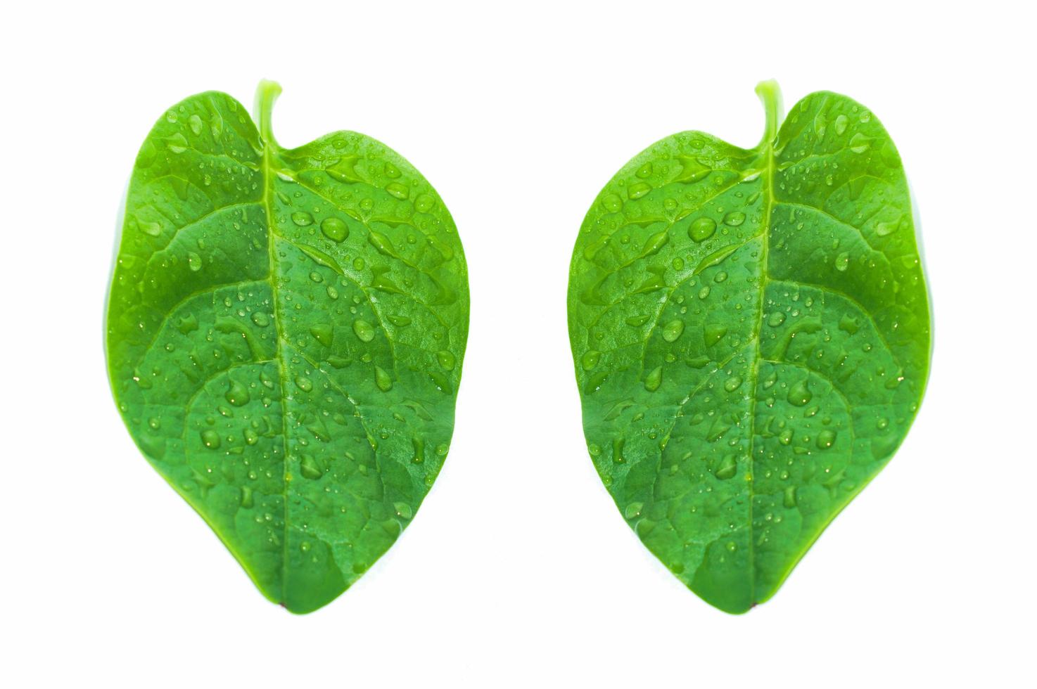 Green basella alba leaves with mucilaginous texture. photo