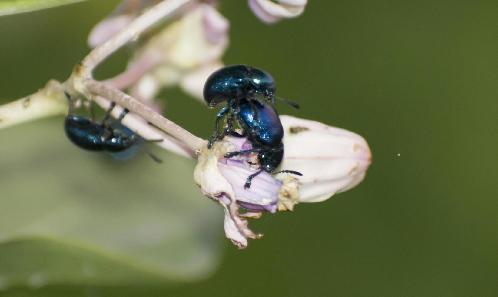 Leaf Beetles Mating photo