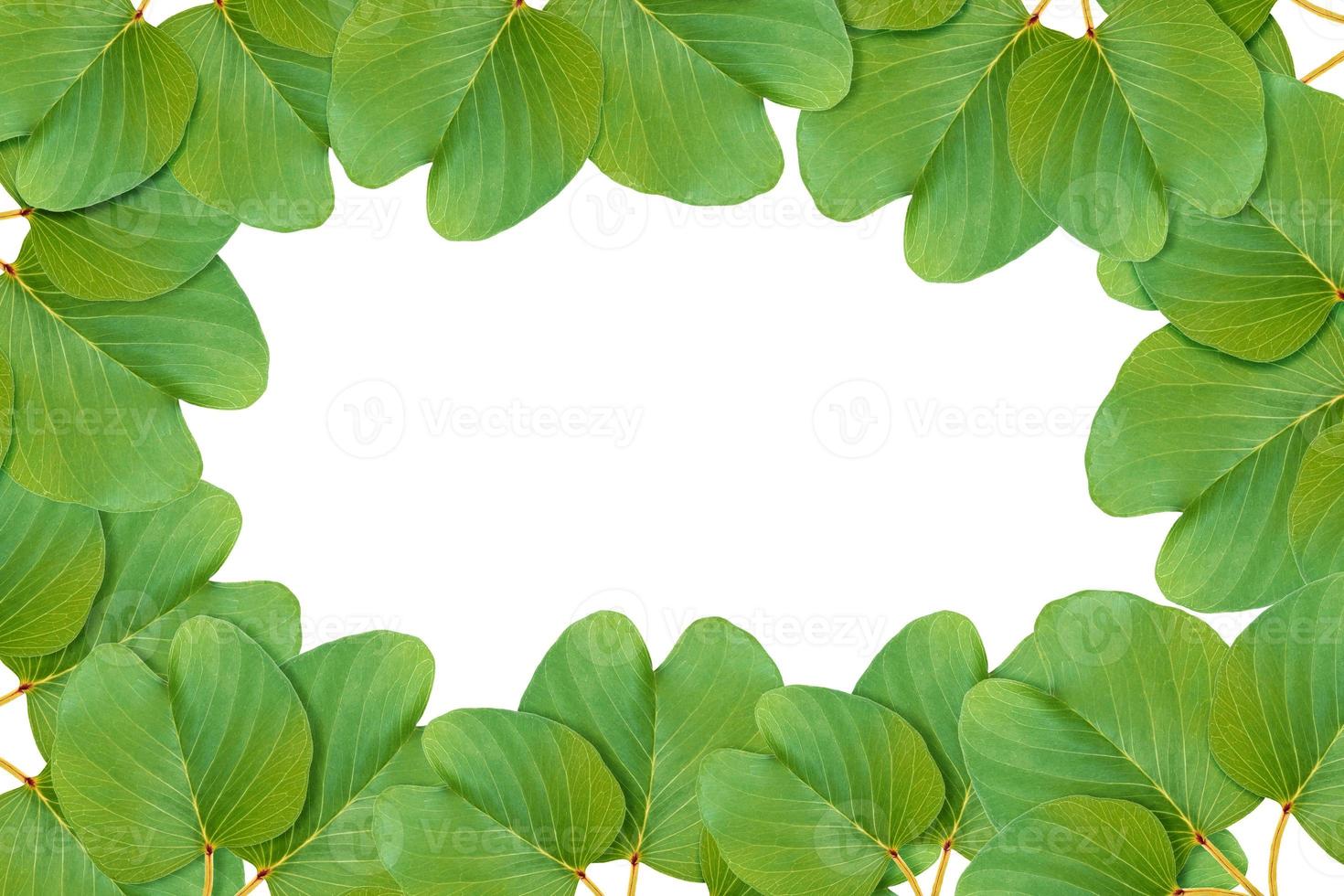 Green leaves pattern, autumn plant leaf isolated on white background,Goat's Foot Creeper,Ipomoea antidote jellyfish,Ipomoea pes-caprae photo