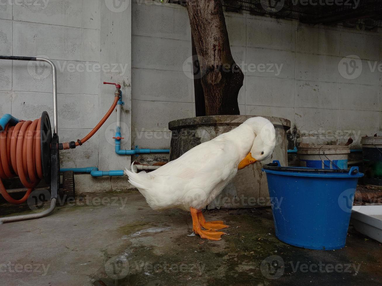 White feathered duck yellow mouth black eyes standing on the ground. photo