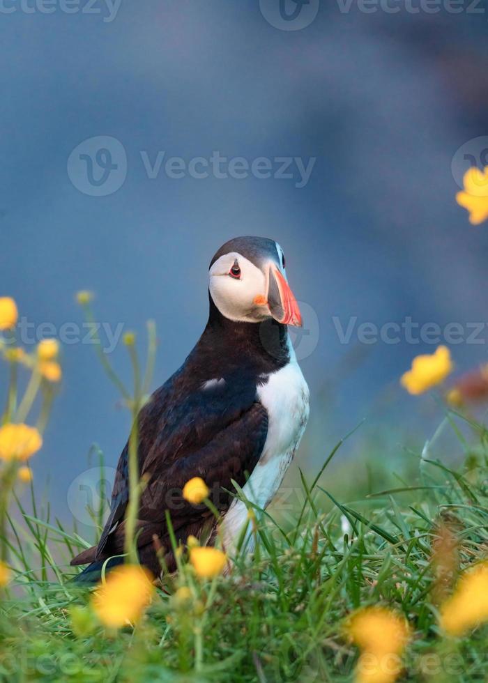 Lovely Atlantic Puffin bird or Fratercula Arctica standing with yellow flower on the grass by the cliff on summer in Iceland photo