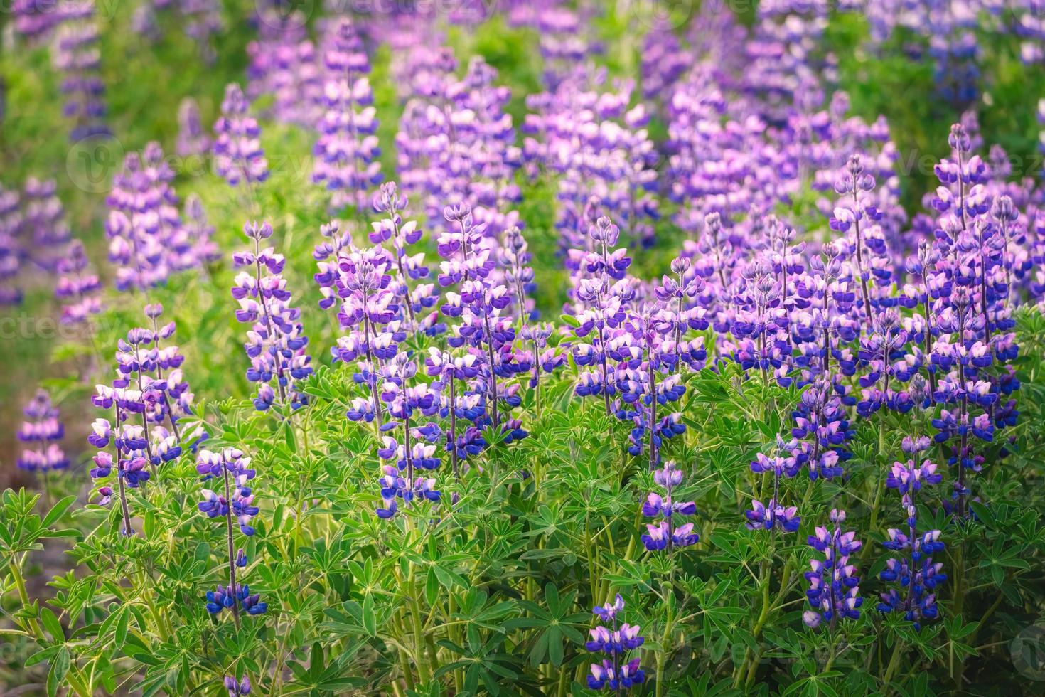 Purple Lupin wildflower blooming in field on early summer in Iceland photo