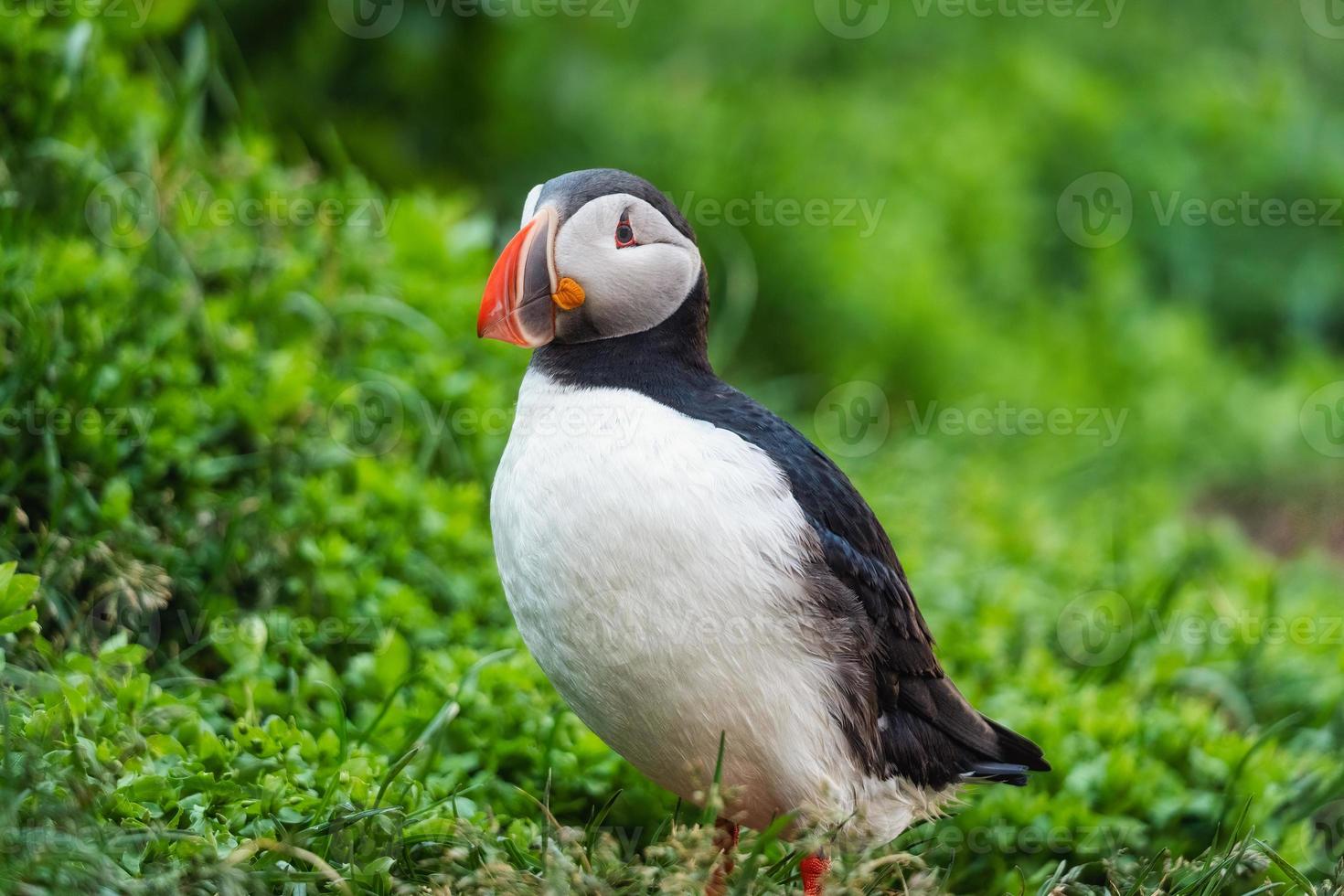 hermoso pájaro frailecillo atlántico o fratercula arctica de pie sobre la hierba junto al acantilado en verano en islandia foto