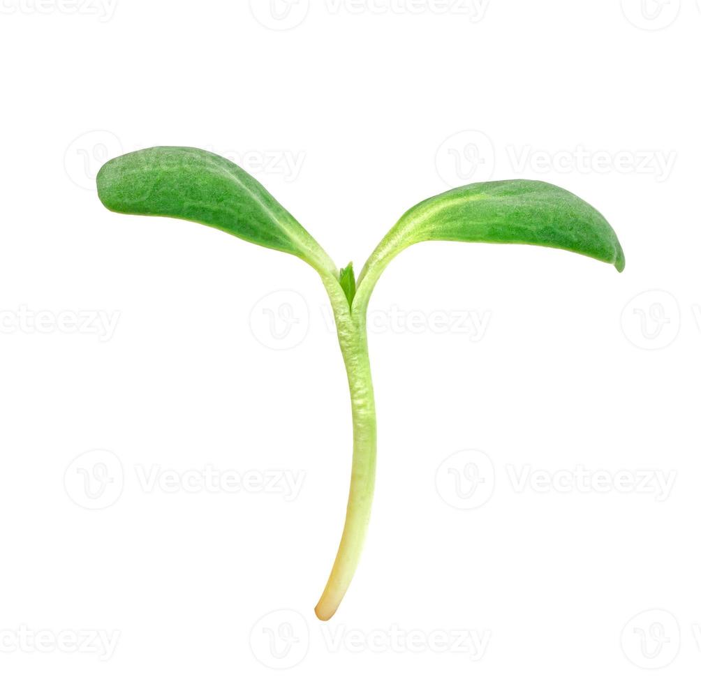 fresh Sunflower Sprout isolated on white background ,Green leaves pattern ,Salad ingredient photo