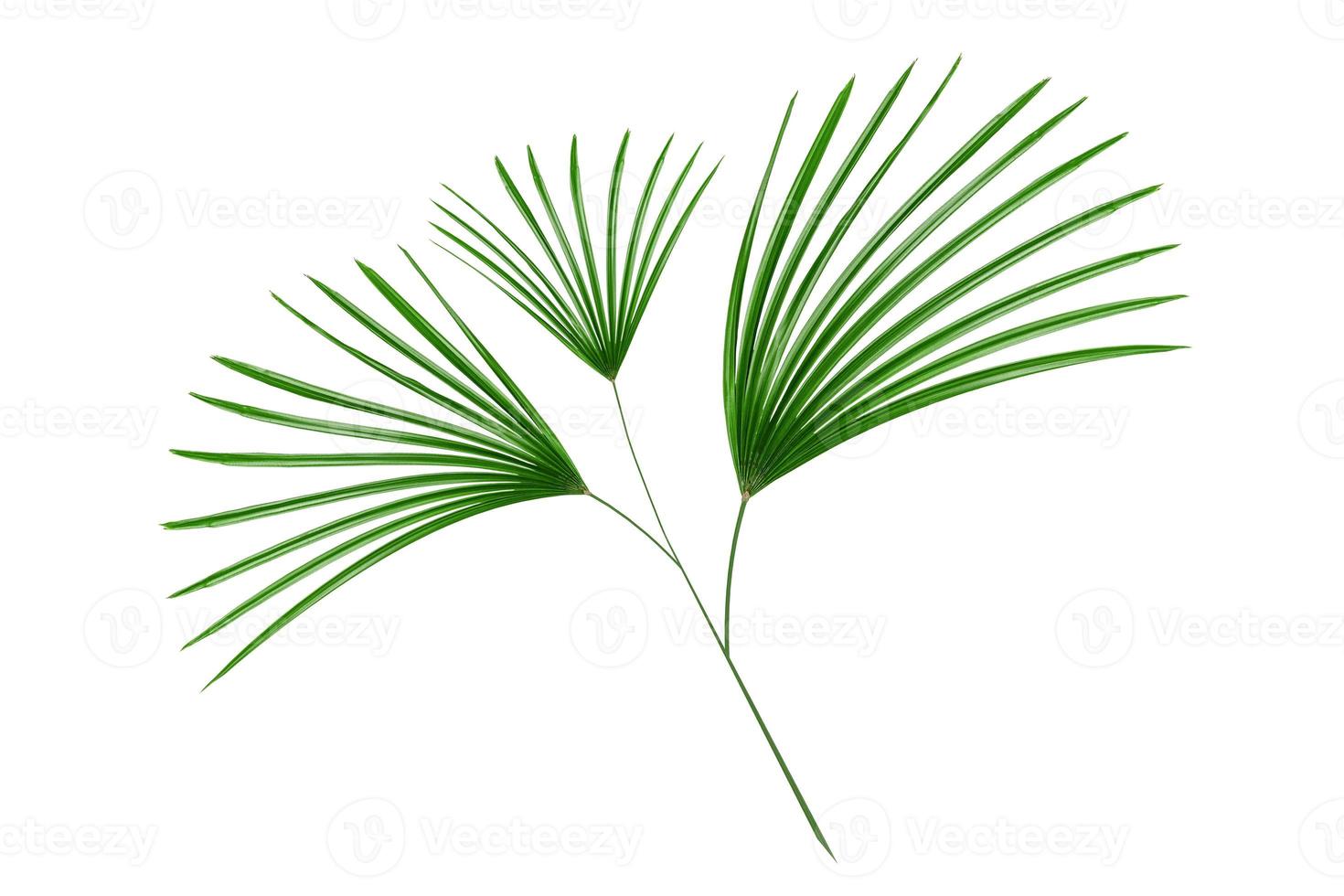Green leaves pattern,leaf palm tree isolated on white background photo