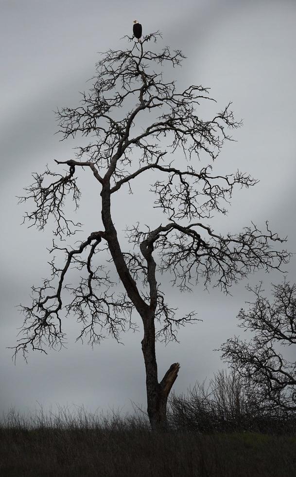 An American Bald Eagle that I spotted at the top of a small tree in Sonoma, California photo