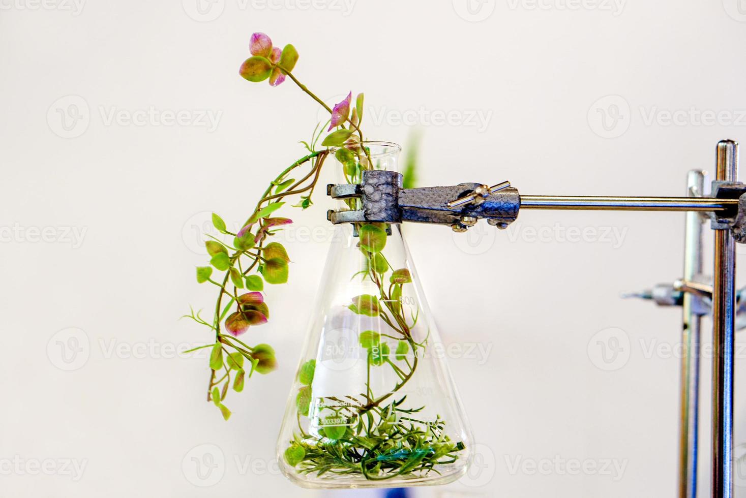 ejemplos de hierbas en botella de vidrio de laboratorio para extracción de medicamentos y cosméticos con soporte de matraz de pie frente a la pared blanca. foto