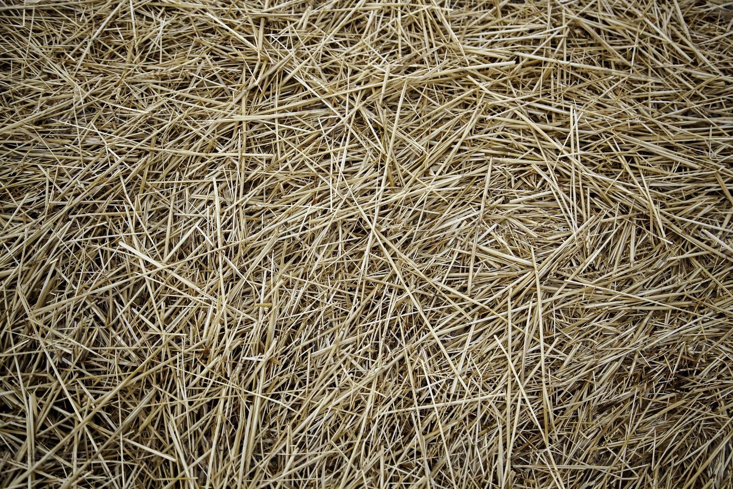 Dry straw background photo