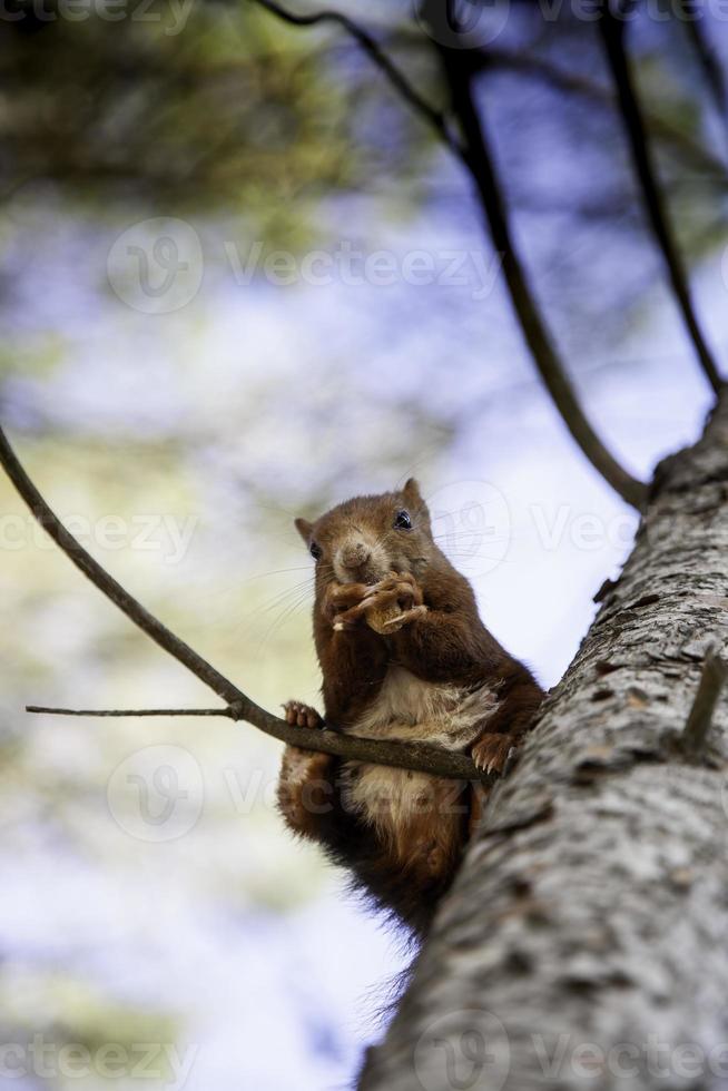 Squirrel eating in the forest photo