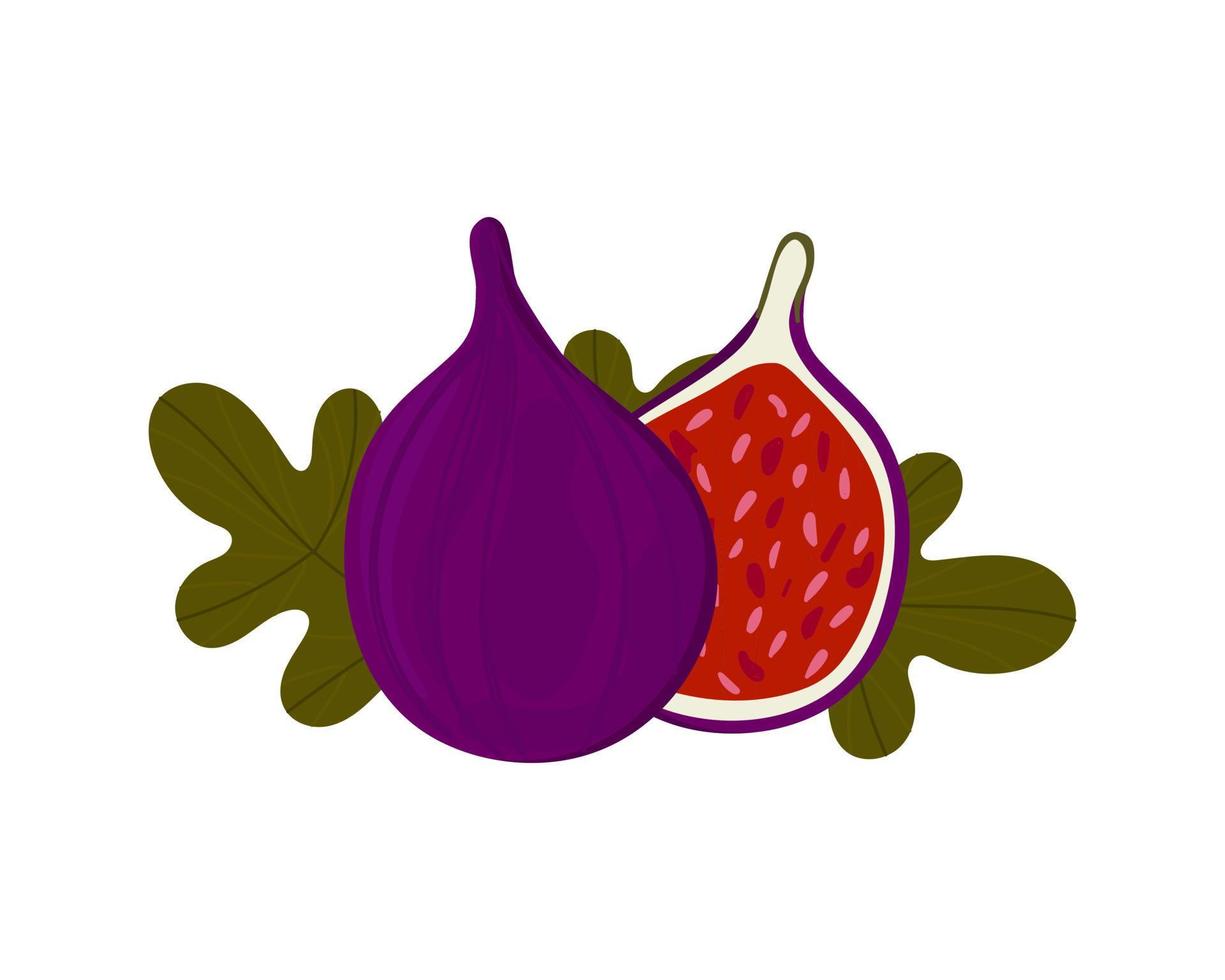 figs isolated on white background. Summer tropical fruit. Whole ripe purple fruit, juicy half and rich green leaves. Stylized image. Doodle. Vector illustration