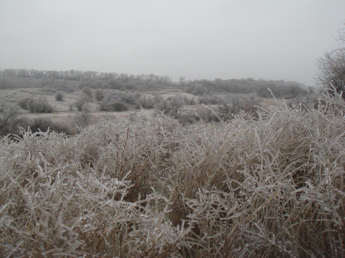 Frosted grass on the steppe. Nature of the Ukrainian south. Autumn. photo