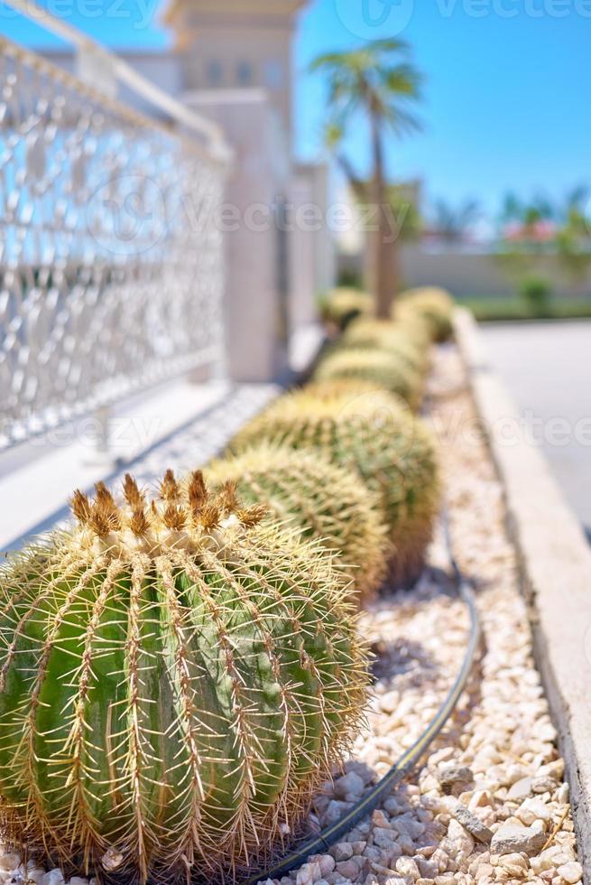 bola de cactus echinocactus grusonii en el jardín. Cerca de suculentos cactus barril dorado foto