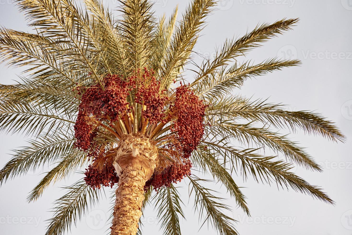 palmera con frutos de dátiles contra el cielo azul, foto tonificada