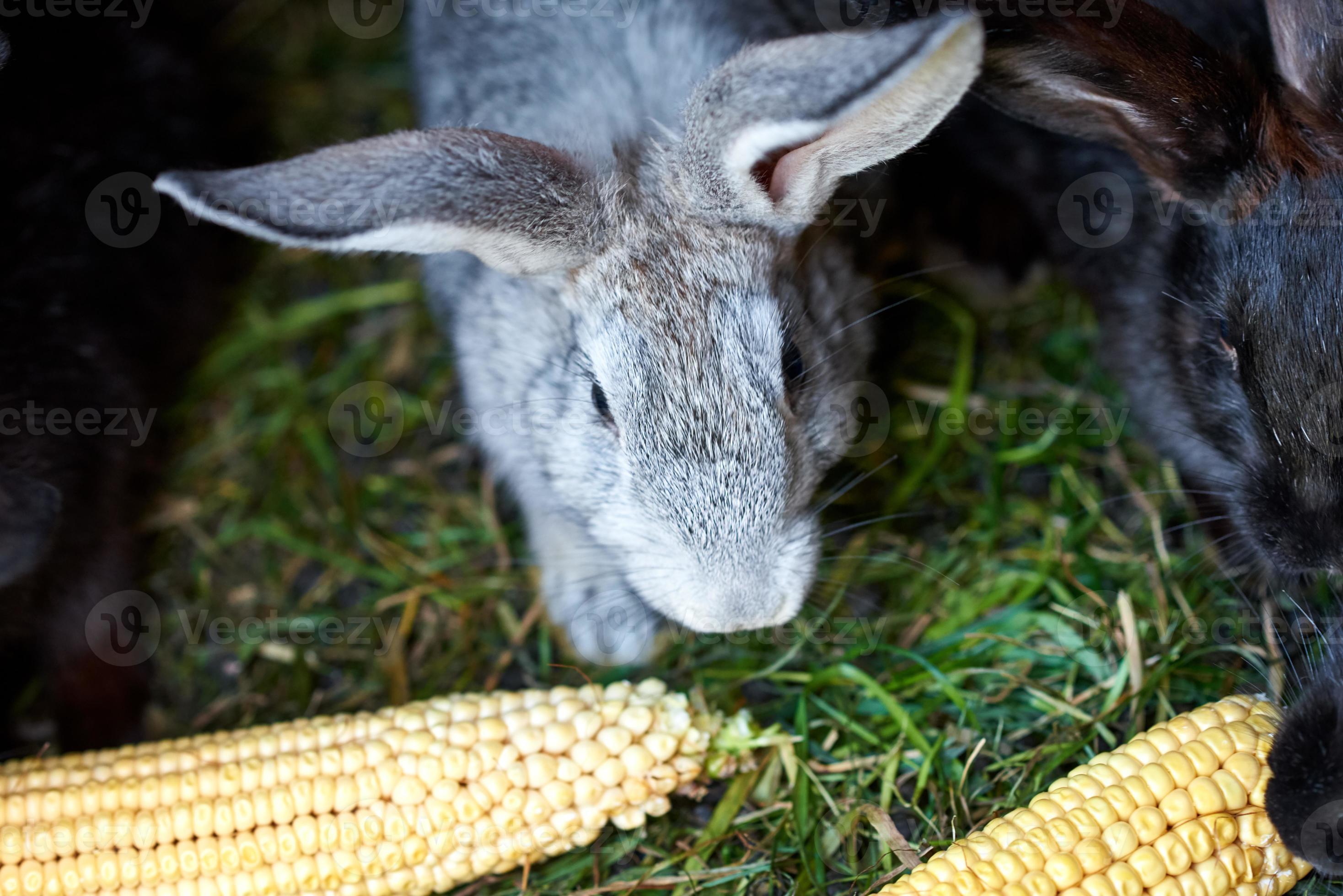 Gray and black bunny rabbits eating ear of corn, closeup 10728745 Stock