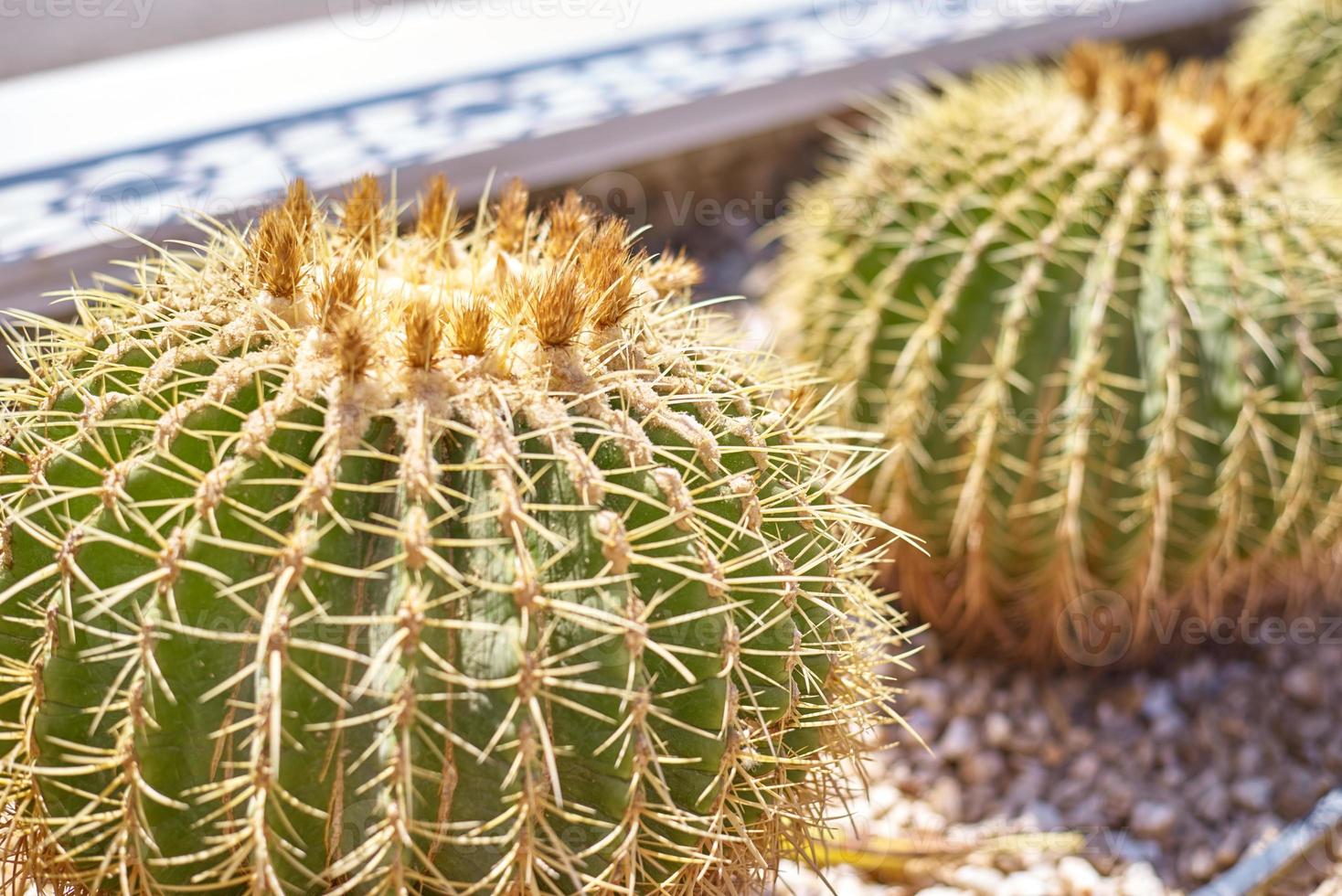 bola de cactus echinocactus grusonii en el jardín. Cerca de suculentos cactus barril dorado foto