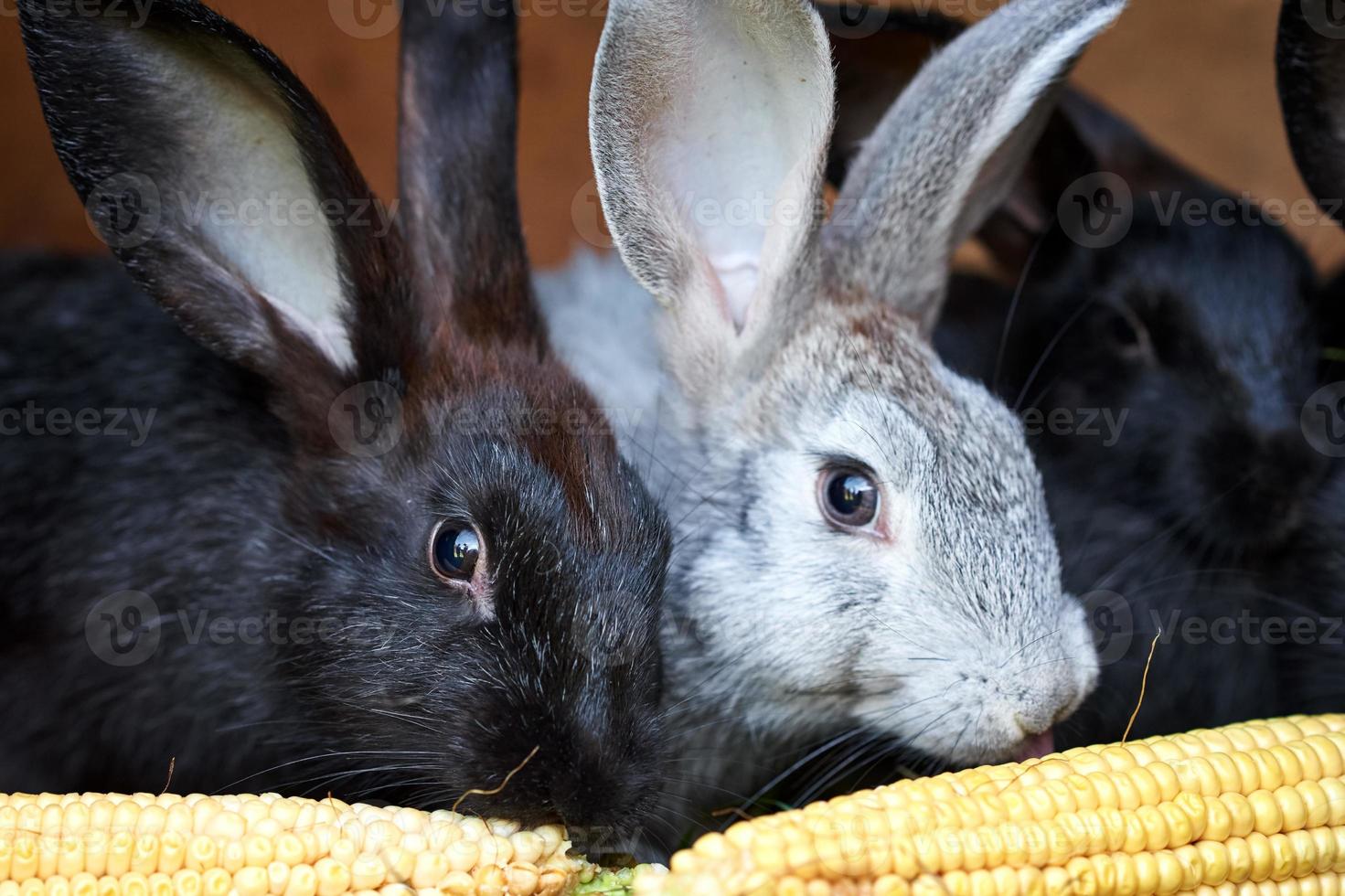 conejos grises y negros comiendo mazorcas de maíz, cerrados foto