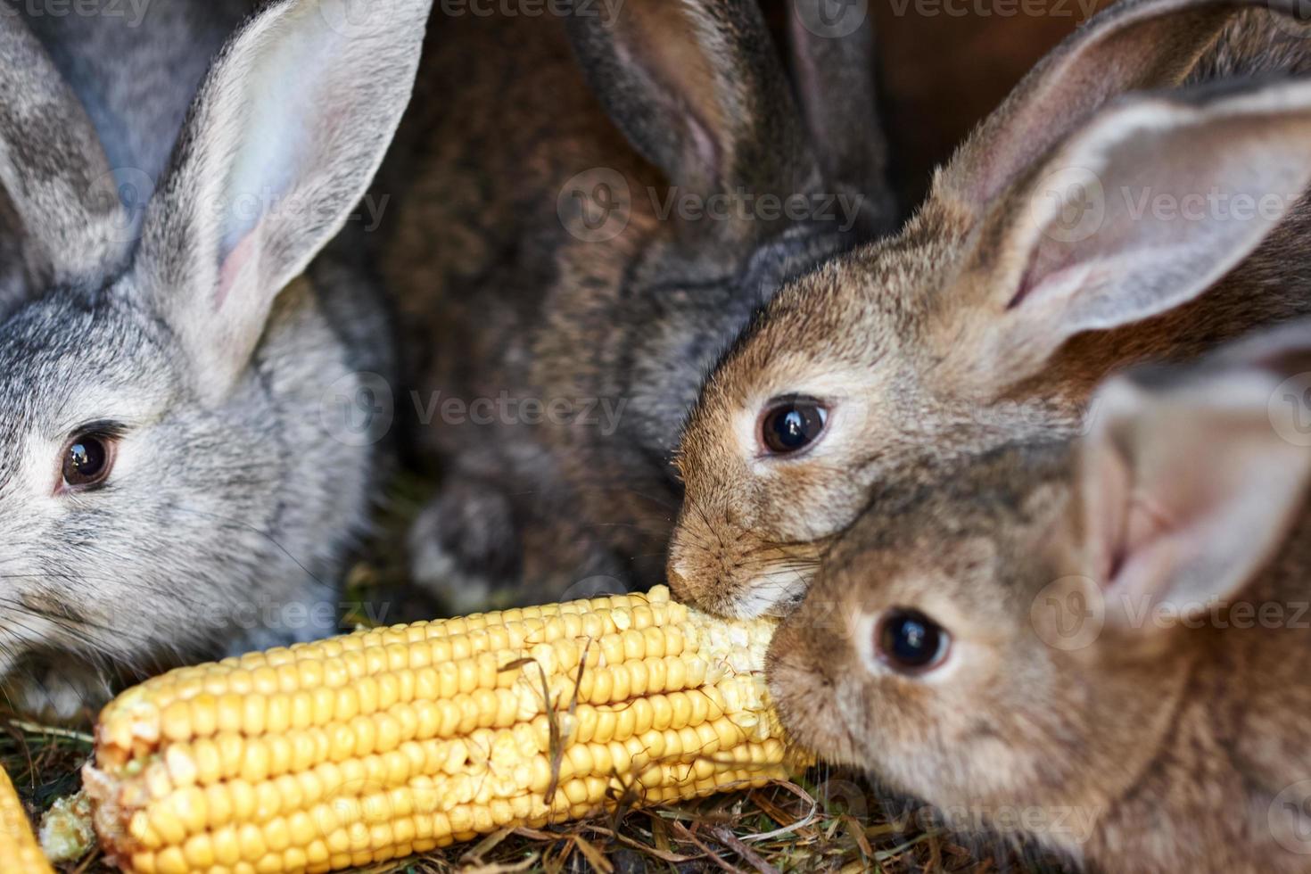 Gray and brown rabbits eating ear of corn in a cage 10728985 Stock