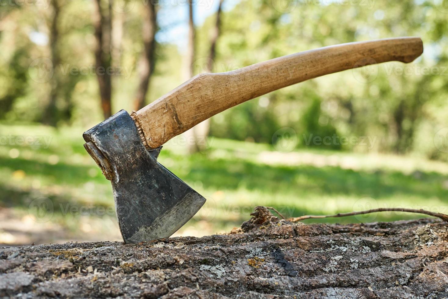 Close up of ax in felled tree in the forest photo