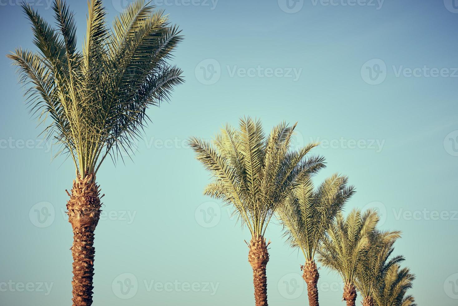 Vintage palm tree on a beach against blue sky in summer, toned photo