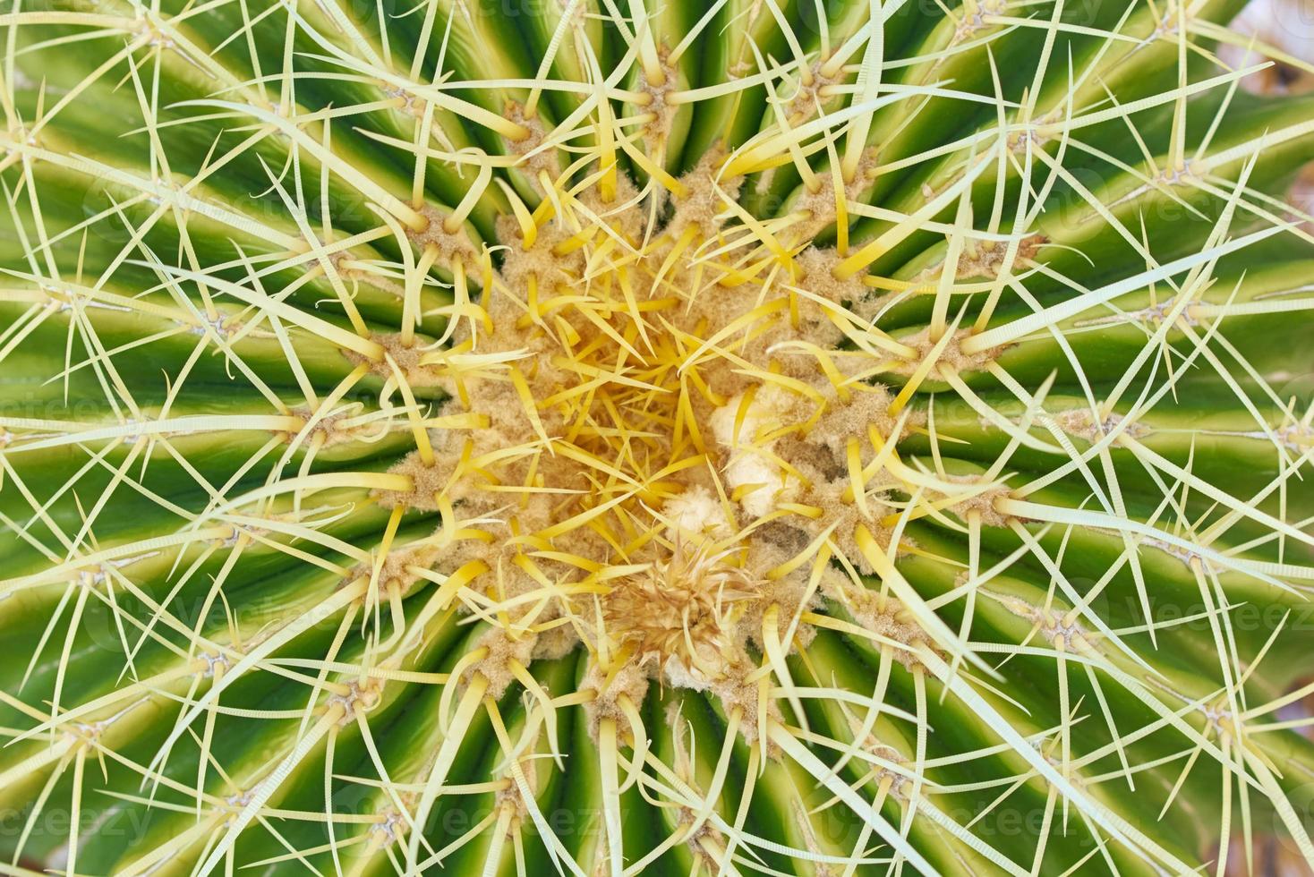 Close up of thorn cactus succulent texture background photo