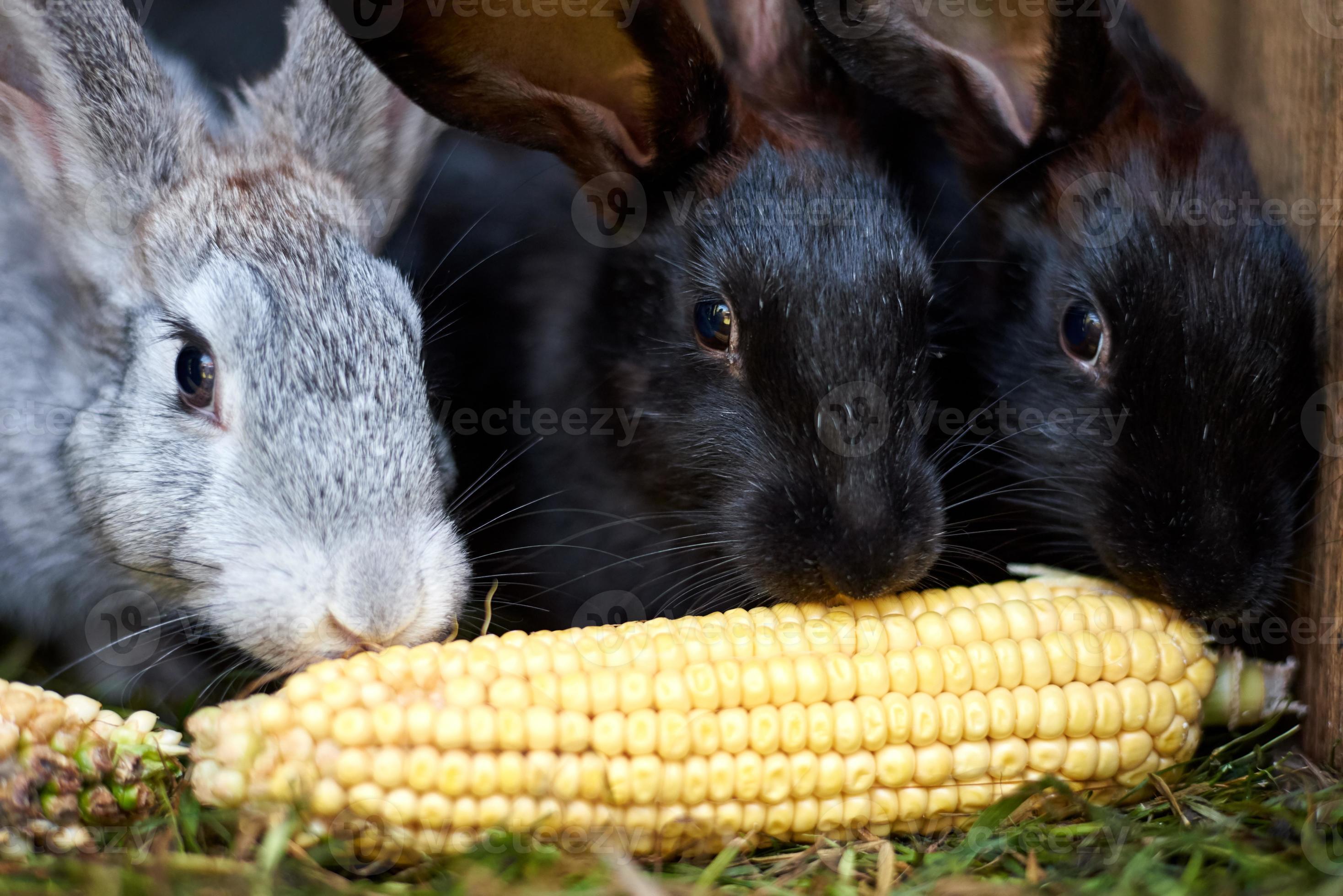 Gray and black bunny rabbits eating ear of corn, closeup 10729153 Stock