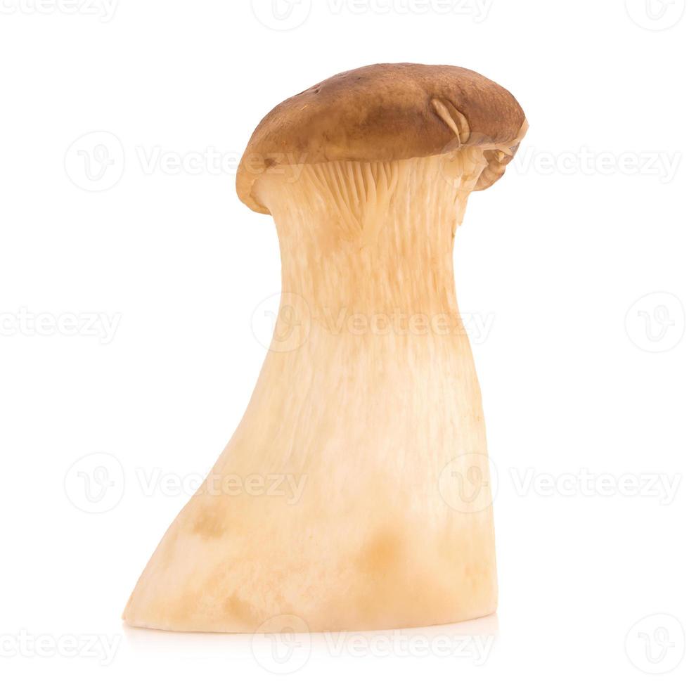 King oyster mushroom Pleurotus eryngii on white background 10729379