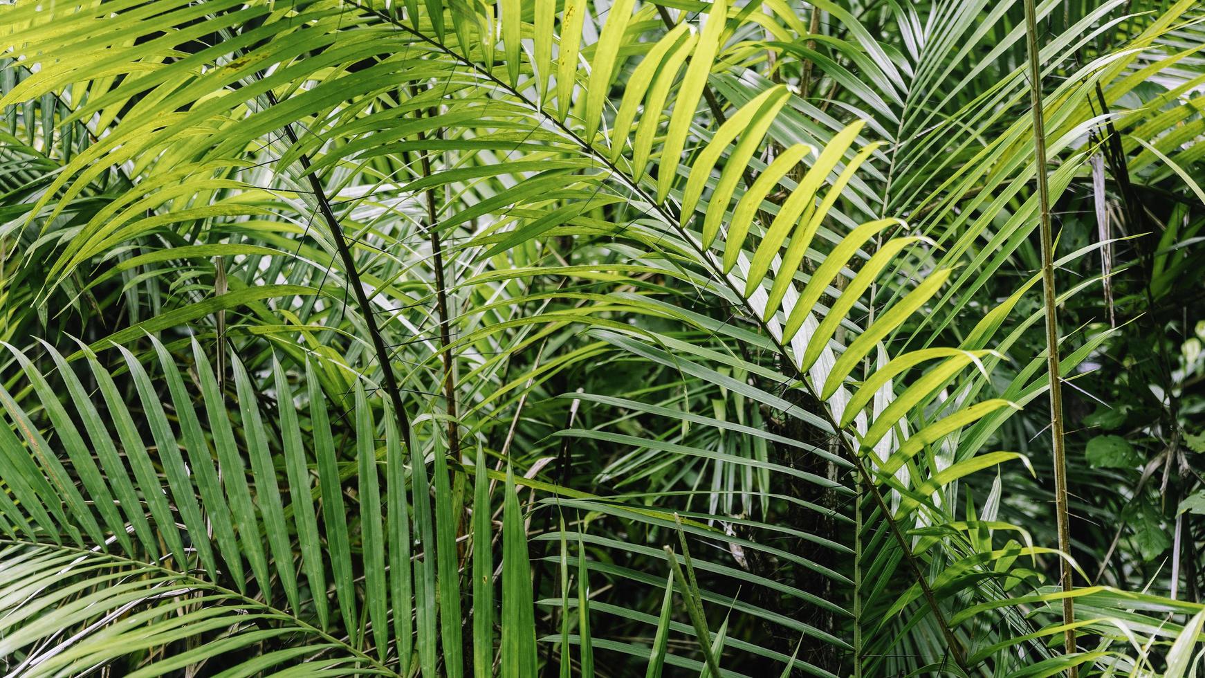 Rain Forrest Texture photo