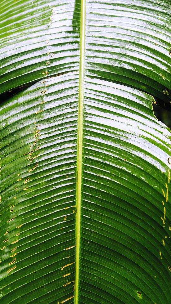 Jungle Leaf Texture photo