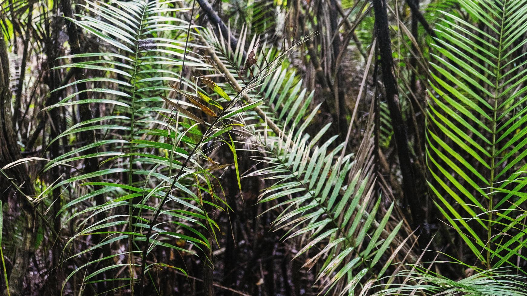 Jungle Leaf Texture photo