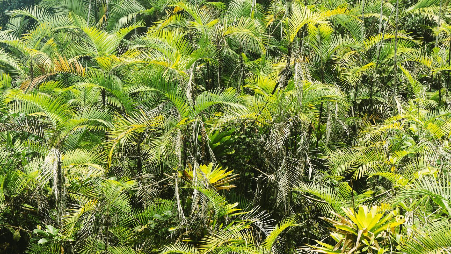 textura de la hoja de la selva foto