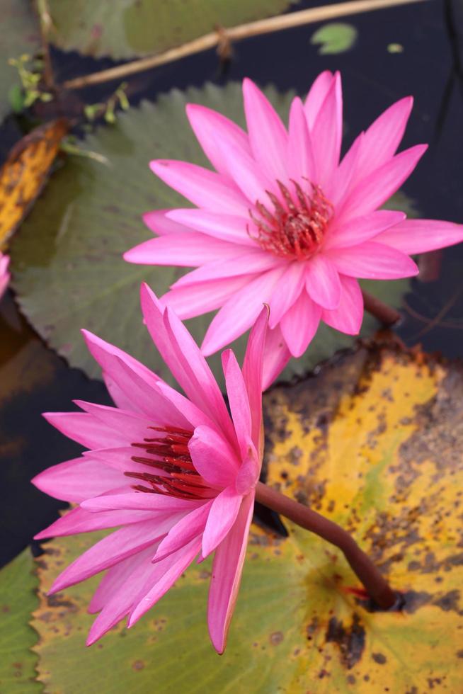 Beautiful Pink Water Lily Flower In Water photo