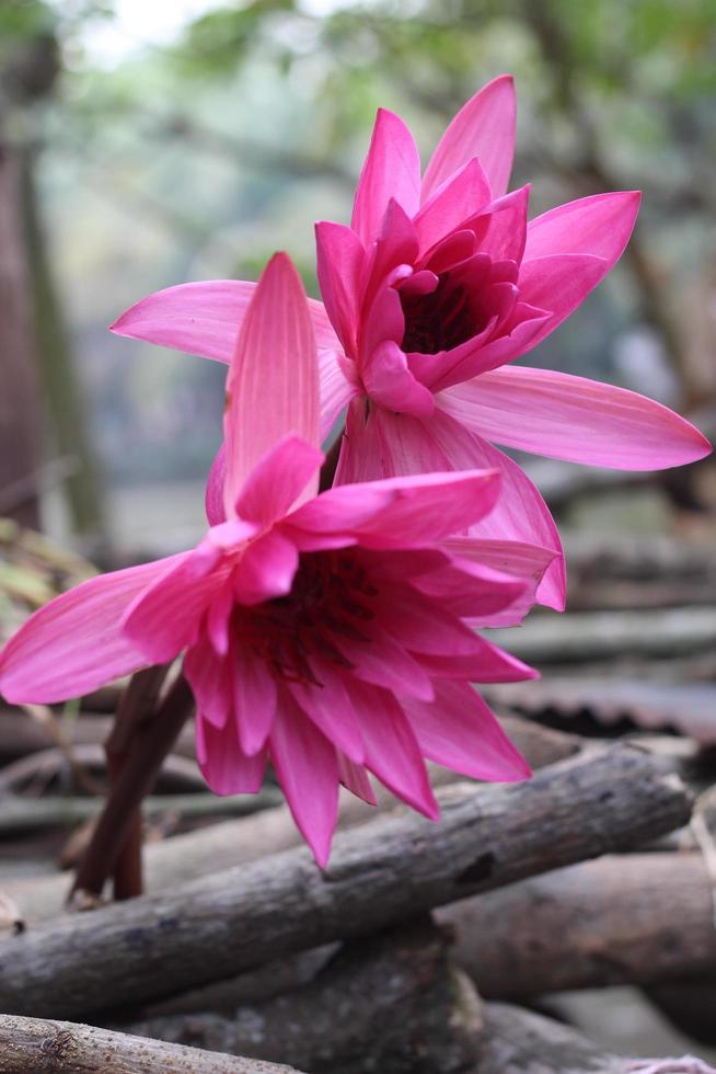 hermosa flor de nenúfar rosa en el agua foto