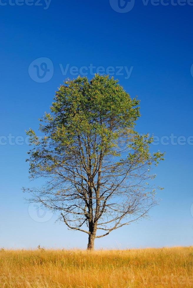 árbol en el prado en un día soleado foto