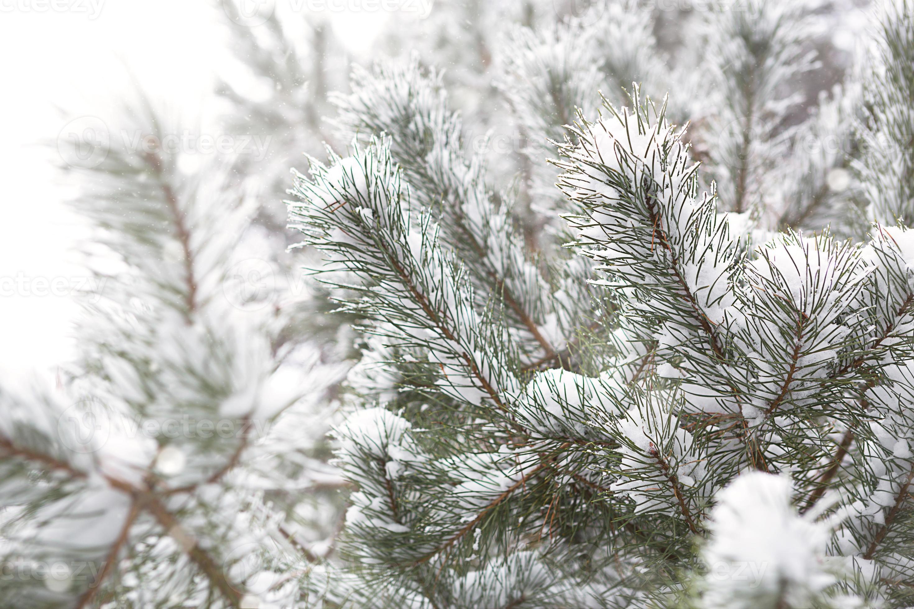 Snowcovered trees in the forest after a snowfall. Spruce and pine
