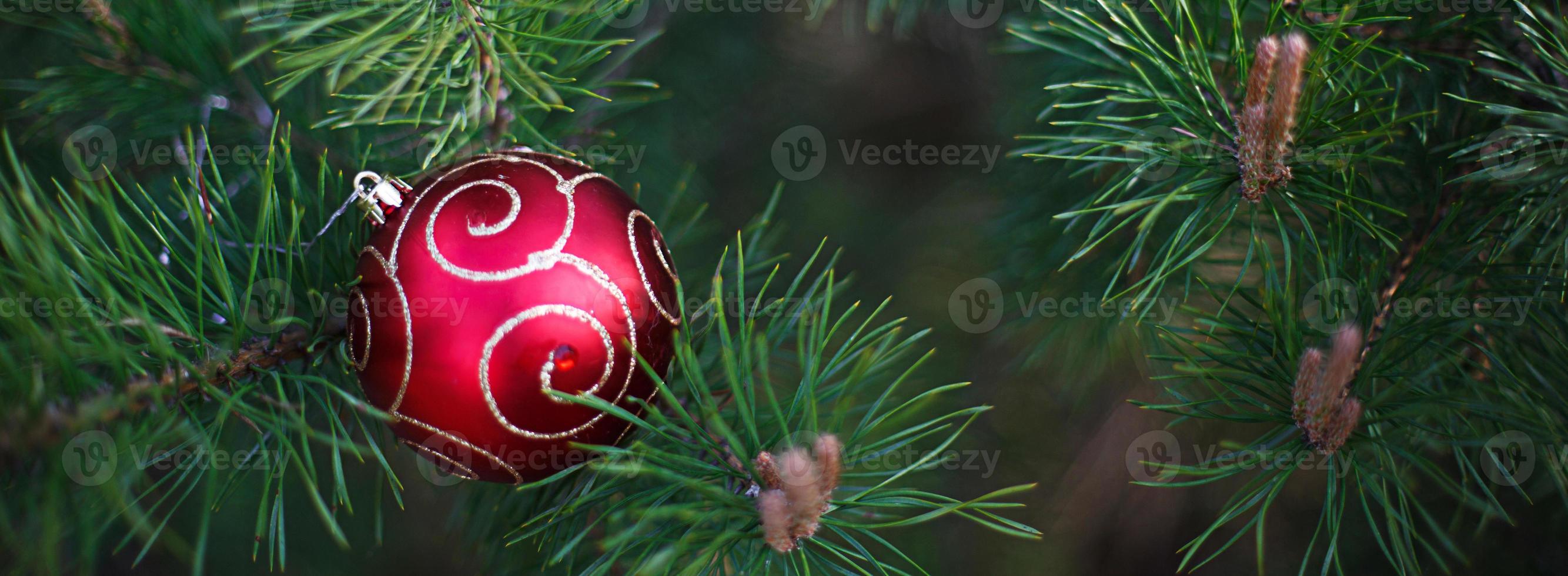 The red Christmas ball is lying on the long green needles of pine branches. New year's concept, green natural background-spruce patern. Space for text photo