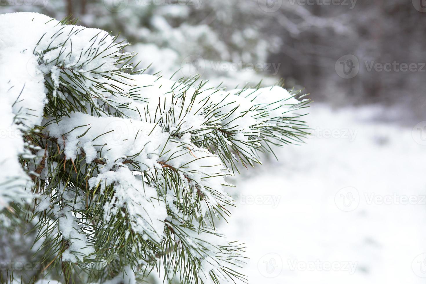 Snow-covered trees in the forest after a snowfall. Spruce and pine trees in white, natural background. Long needles of needles, seasons. Copy space photo