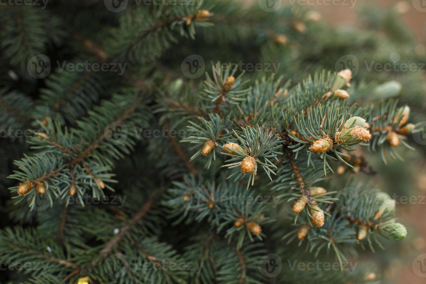 Green branches of spruce with needles and cones close-up. Natural background for Christmas and new year. Space for text photo